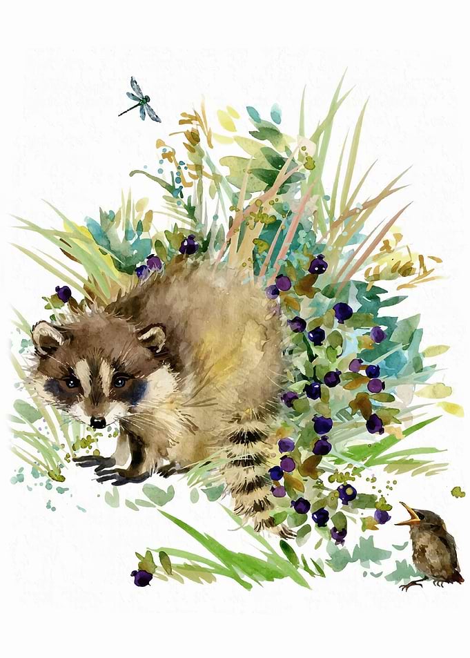 Baby Raccoon Animal