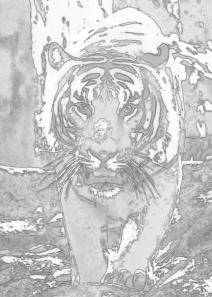 Animals 7
