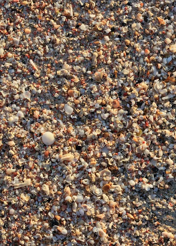 Shells backgroun Elafonisi