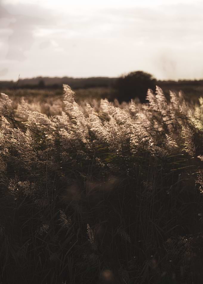 Reeds