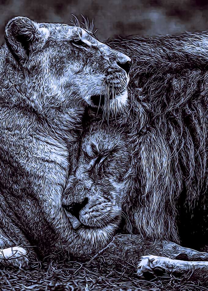 Animals 19