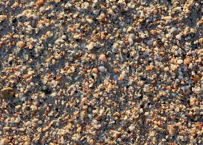 Shells backgroun Elafonisi