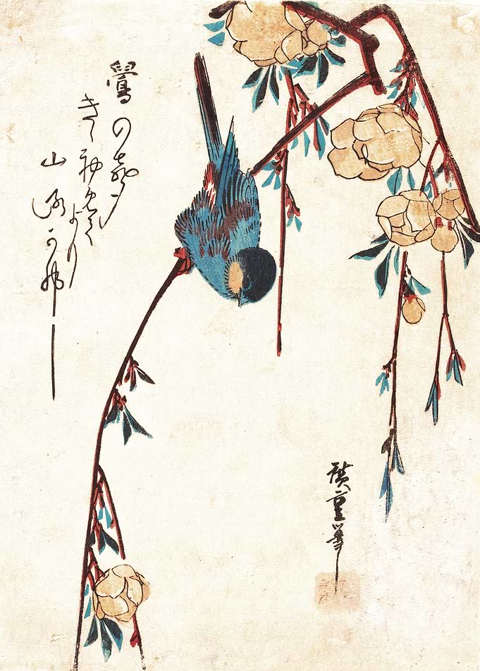 Weeping Cherry