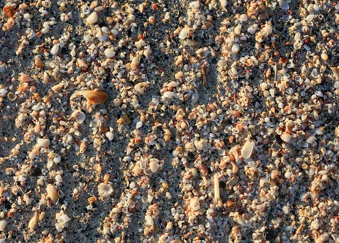 Shells backgroun Elafonisi