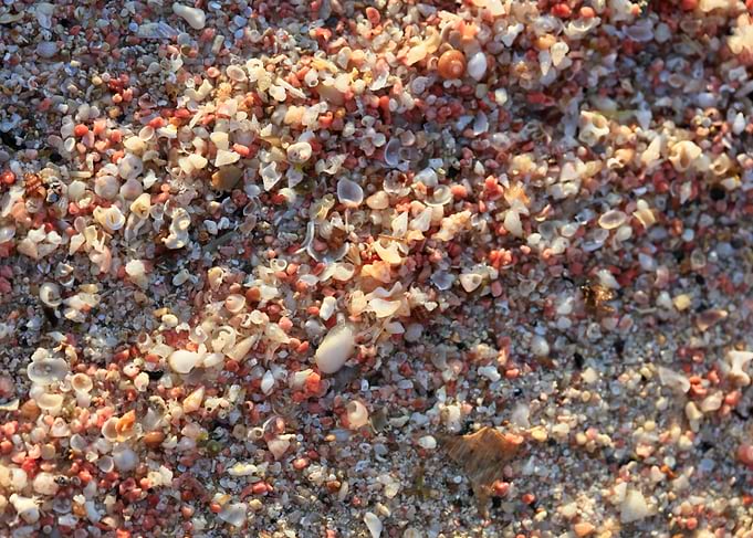 Shells backgroun Elafonisi