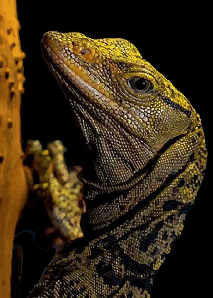 Monitor lizards Reptile