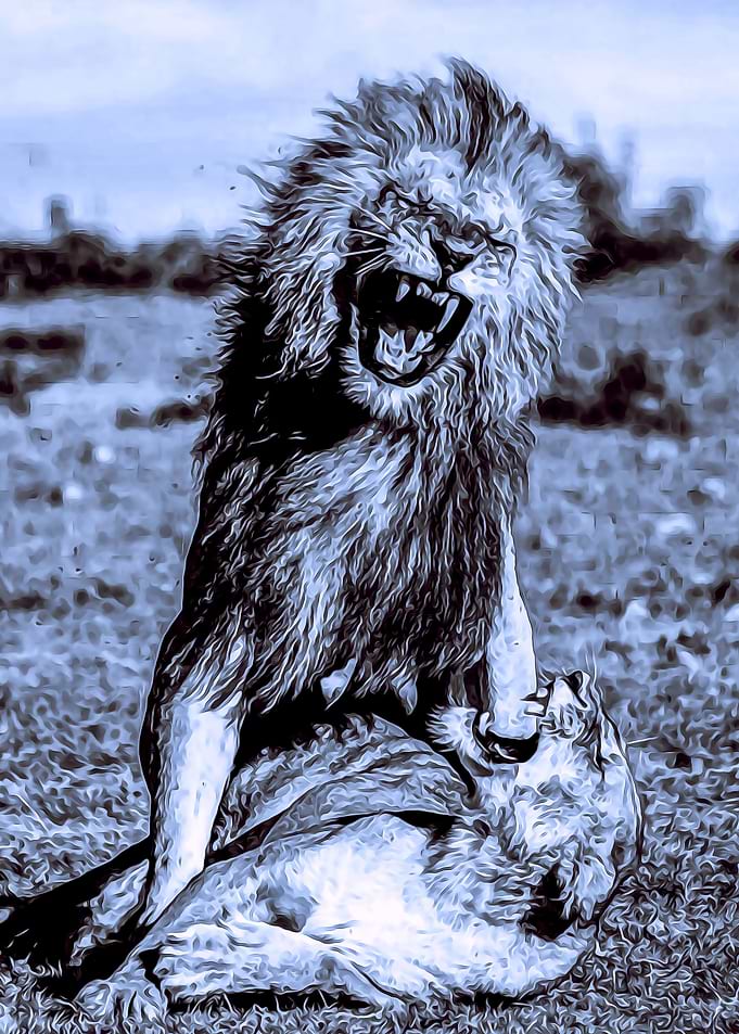 Animals 16