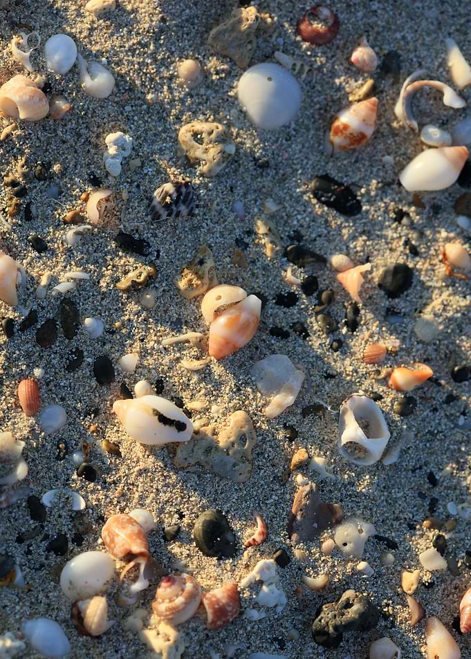 Shells backgroun Elafonisi