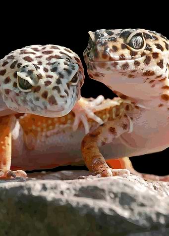 The common leopard gecko