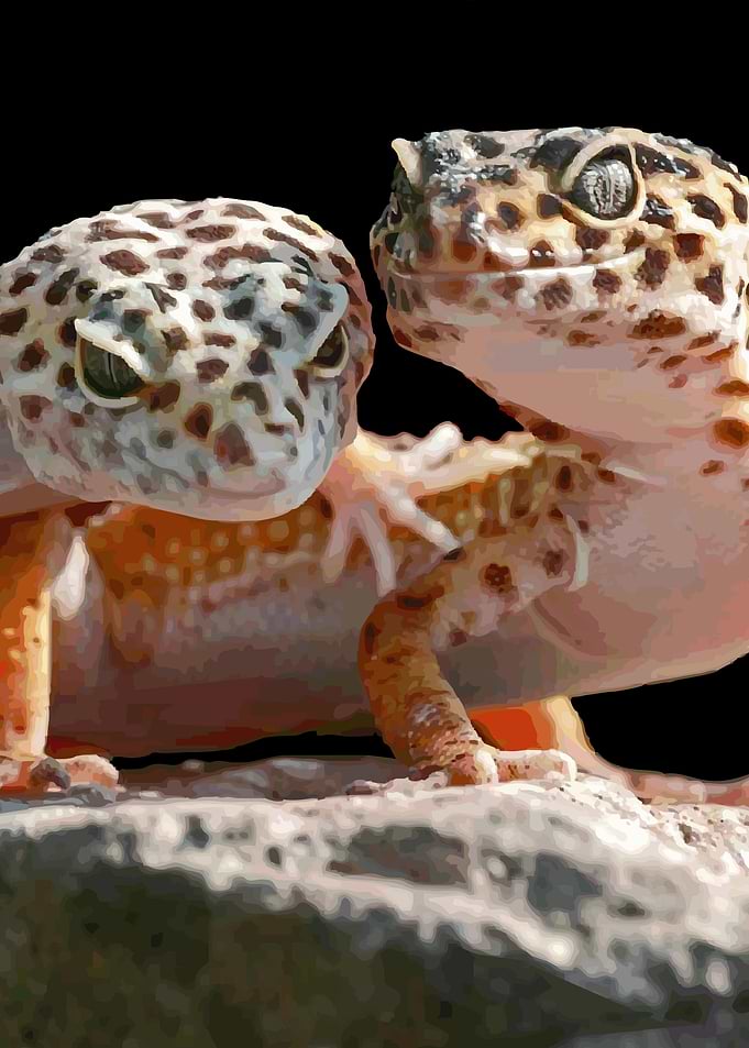 The common leopard gecko