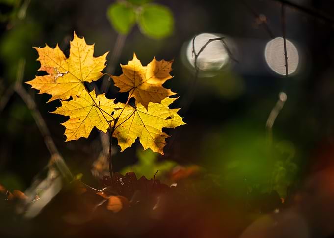 Autumn leaves
