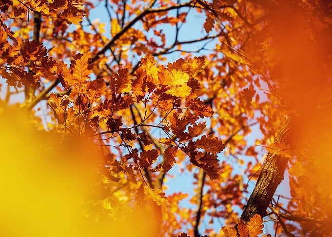 Autumn leaves
