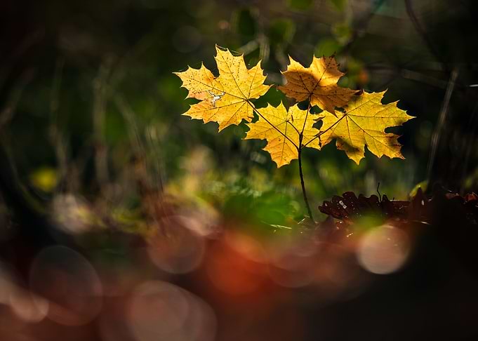 Autumn leaves