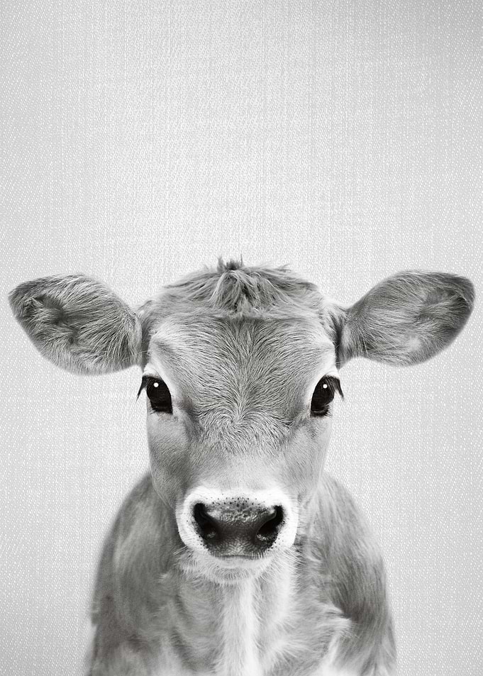 Calf BW