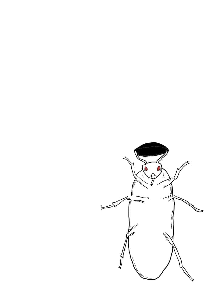 Doomer bug
