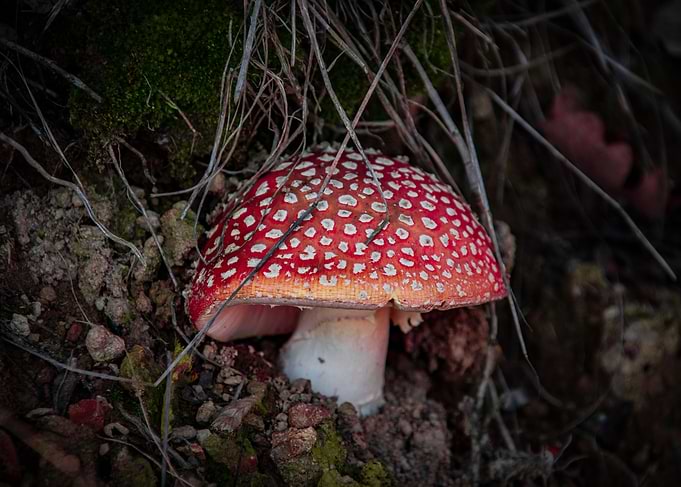 Mushroom