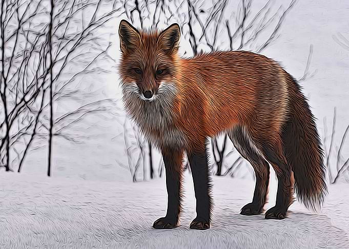fox