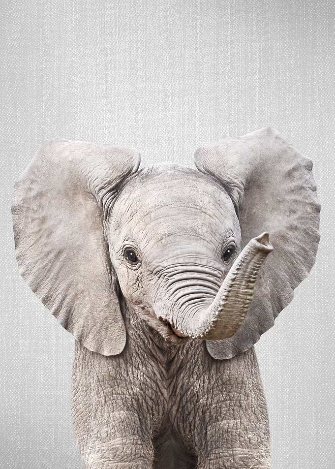 Baby Elephant Colorful