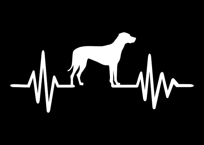 Rhodesian Ridgeback