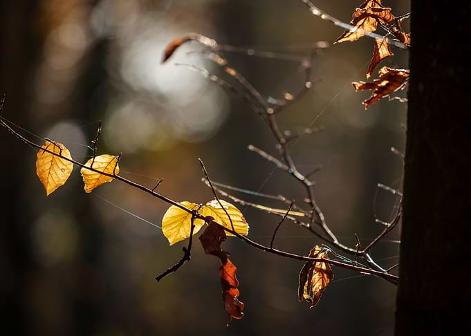 Autumn leaves