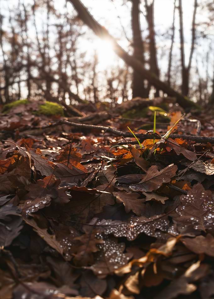 Autumn leaves