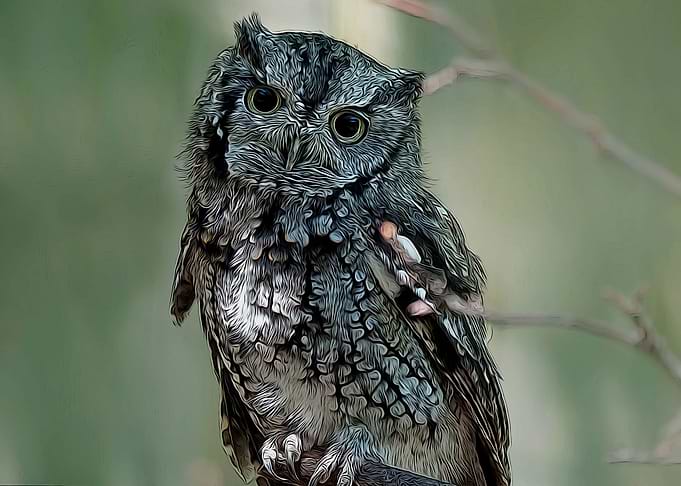 owl in the wild
