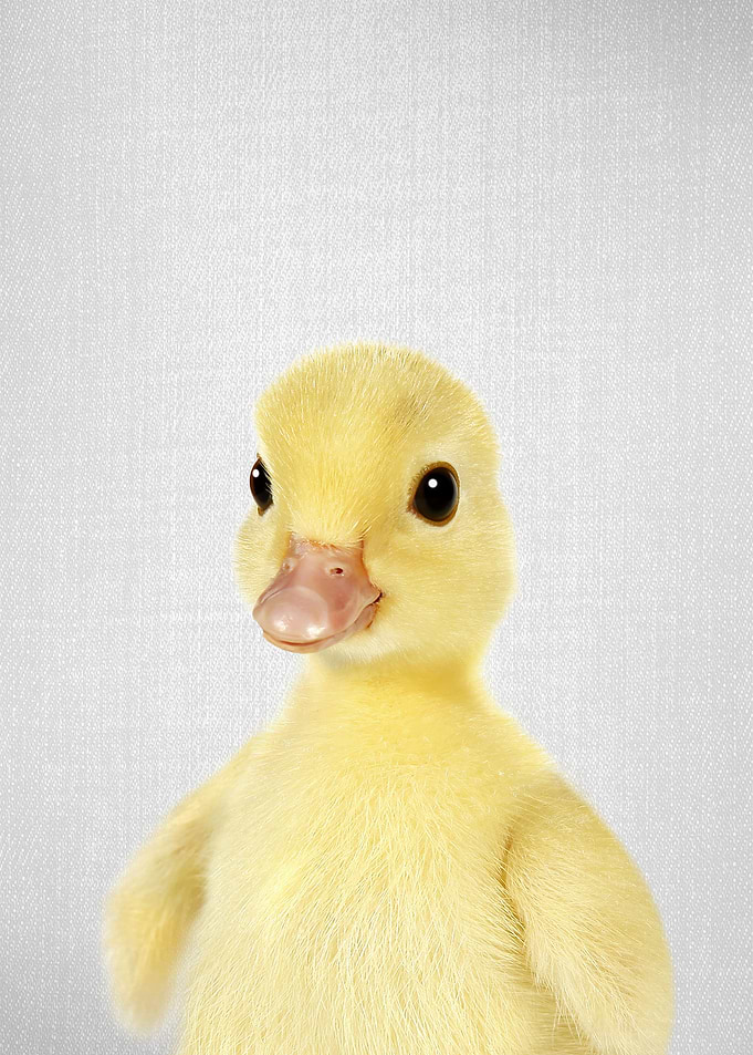 Duckling 2 Colorful