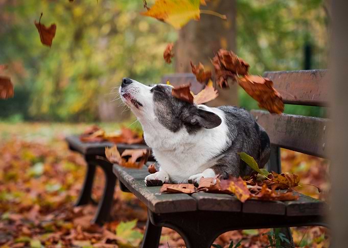 A cute corgi dog
