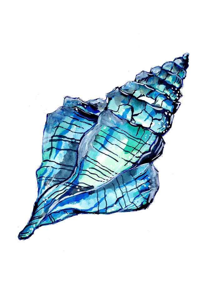 Blue Conch Seashell