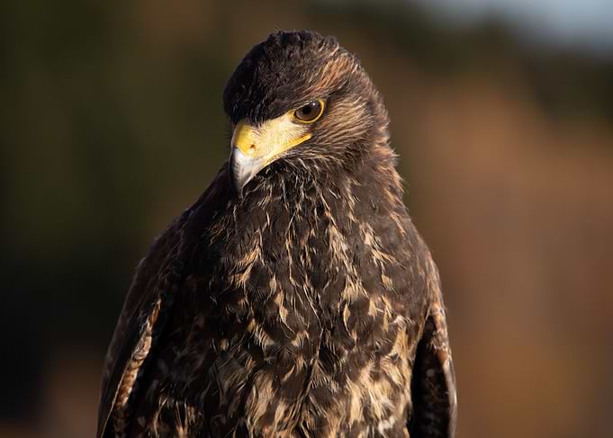 Hawk