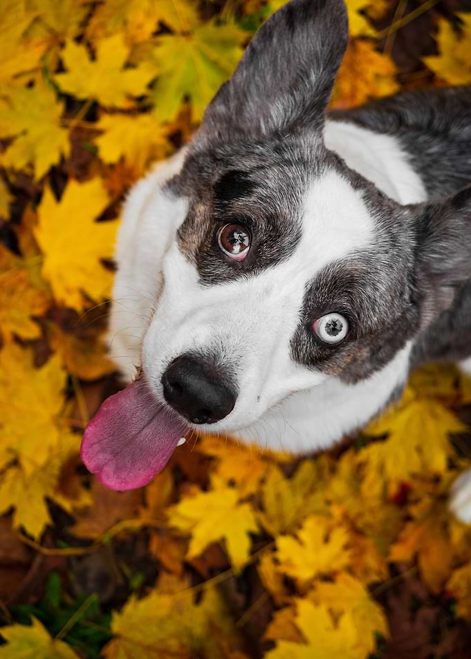 A cute corgi dog