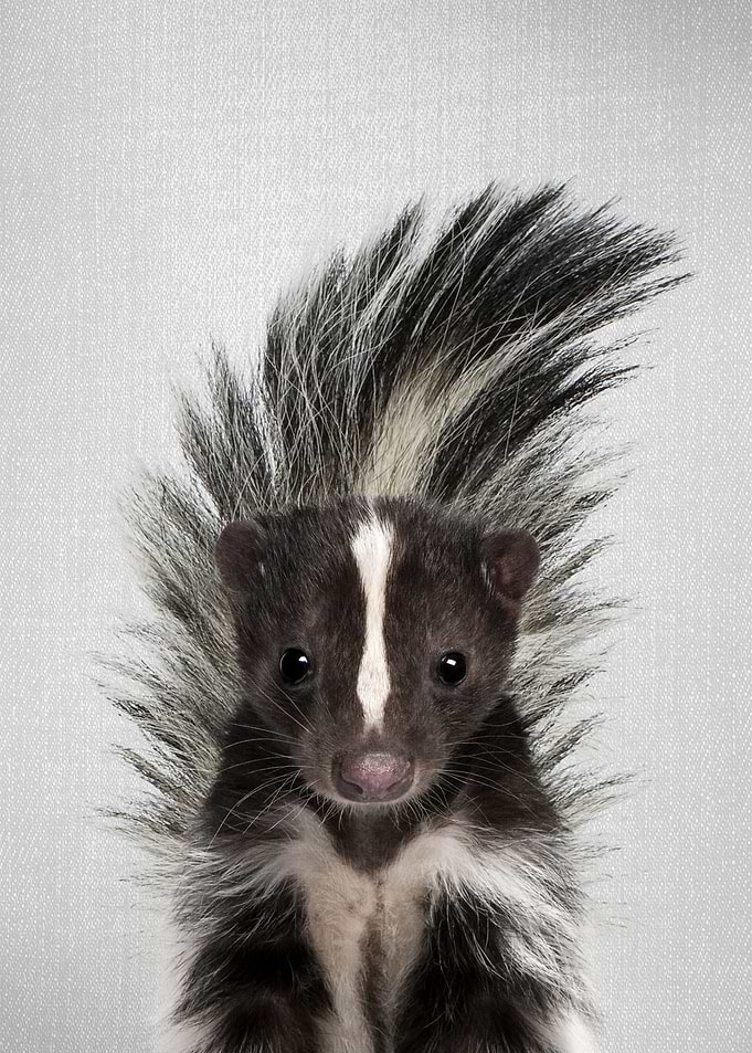 Skunk Colorful