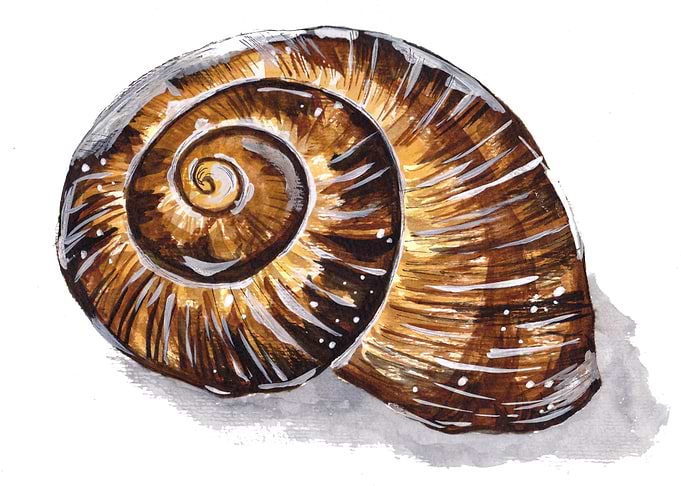 Brown Snail Shell