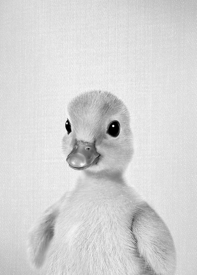 Duckling 2 BW