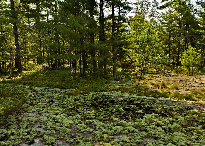 Woods on Island