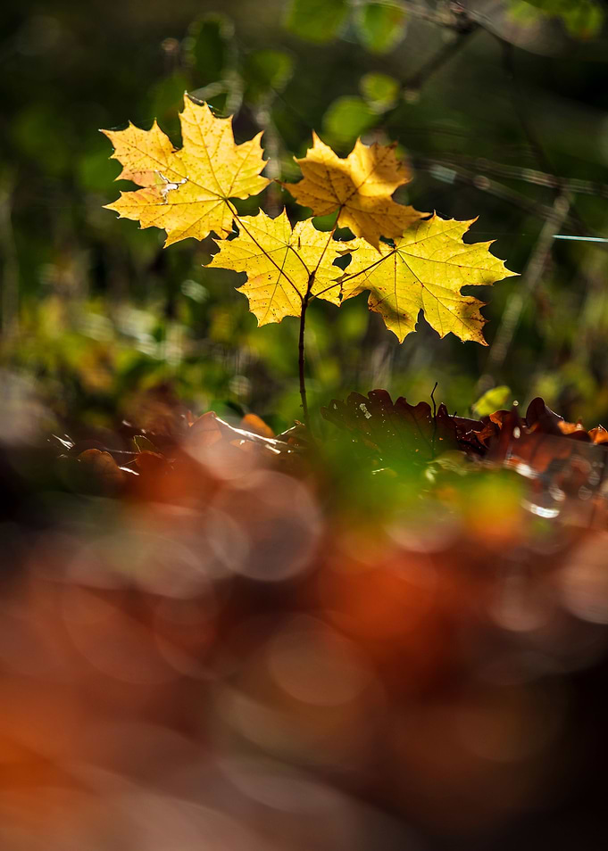 Autumn leaves