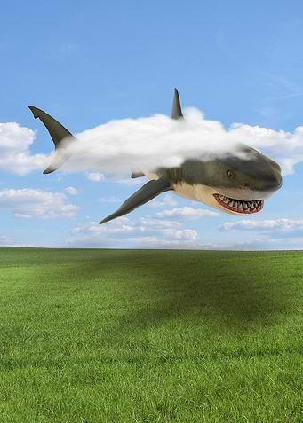 Shark