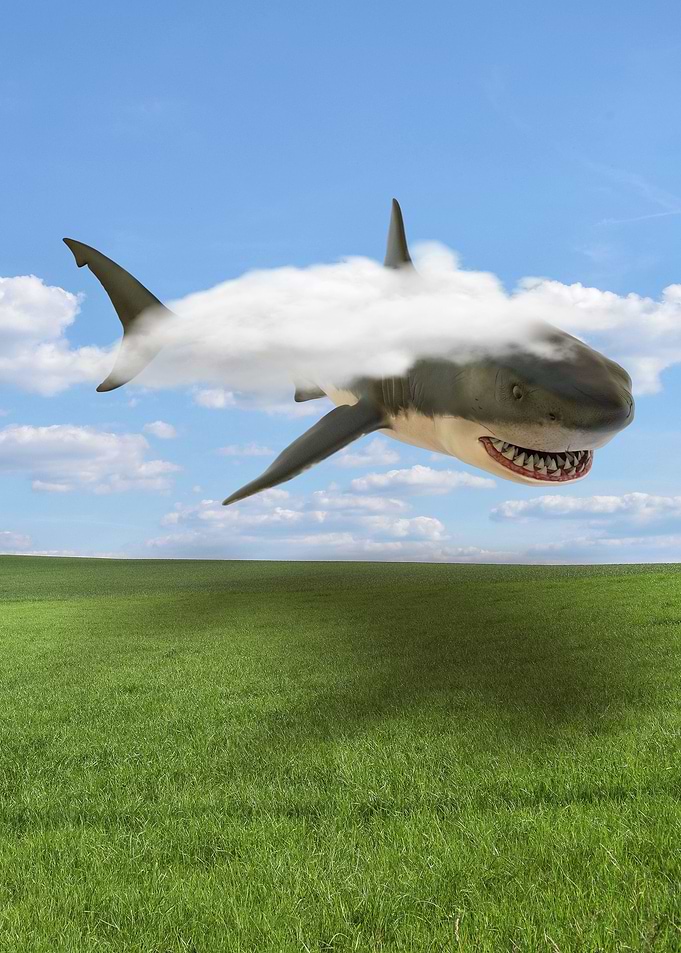 Shark
