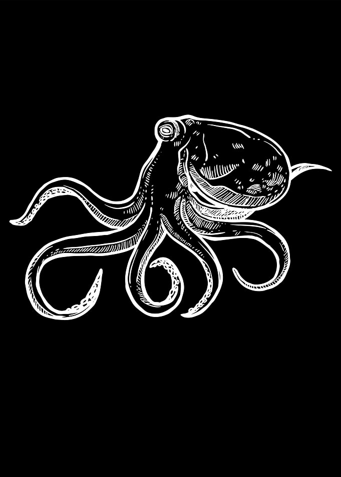Octopus underwater black
