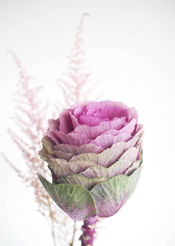 Ornamental Cabbage