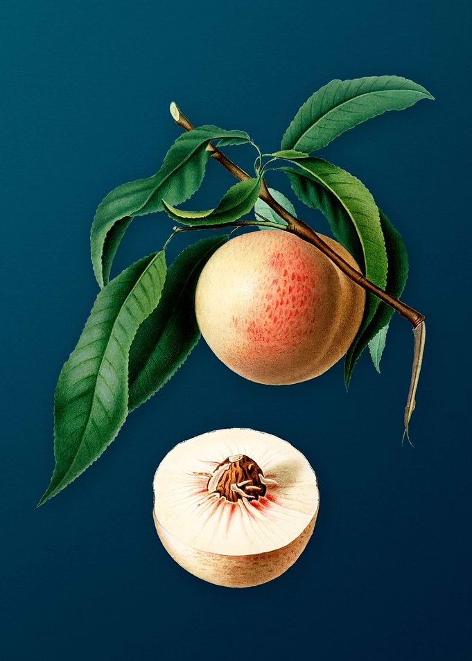 Vintage Peach Fruit Poster