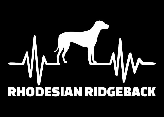 Rhodesian Ridgeback