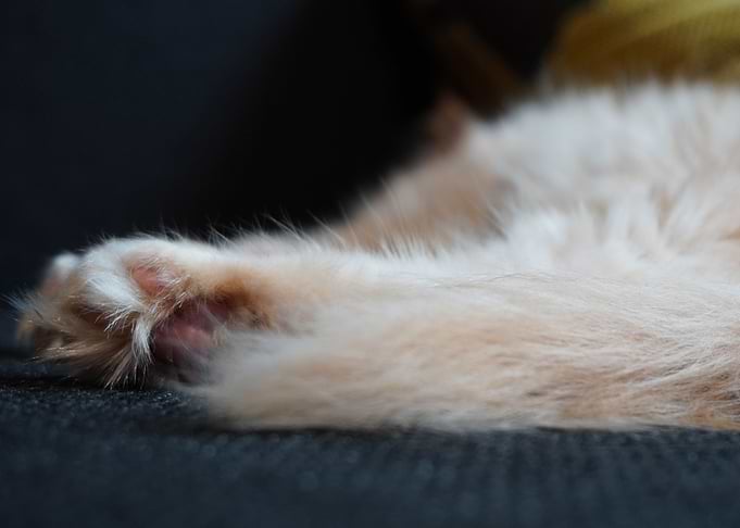 Cats Paw