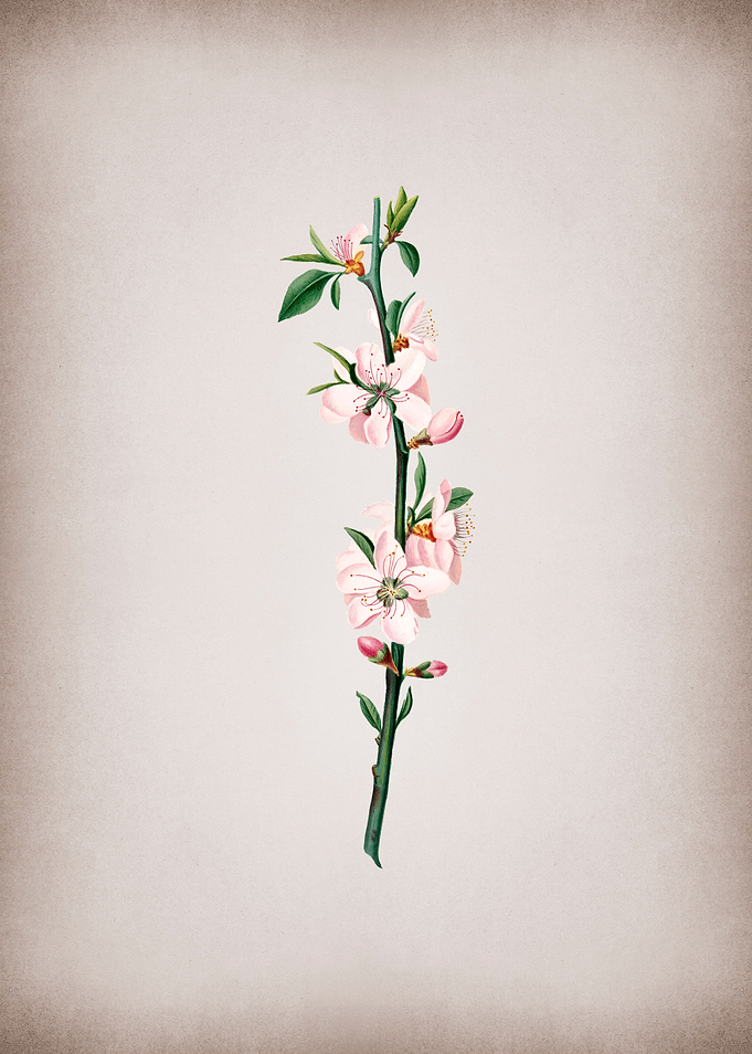 Vintage Peach Flower Fruit