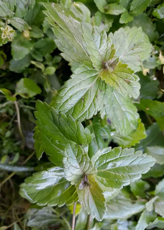 Green plants in the fall