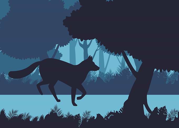 Fox