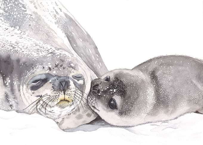 Harbour Seal Watercolor