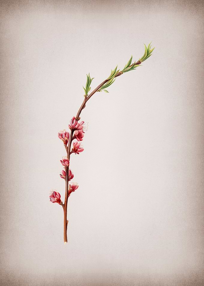 Vintage Peach Blossom Art