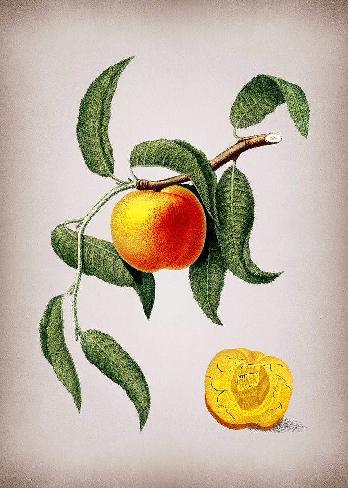 Vintage Peach Fruit Art