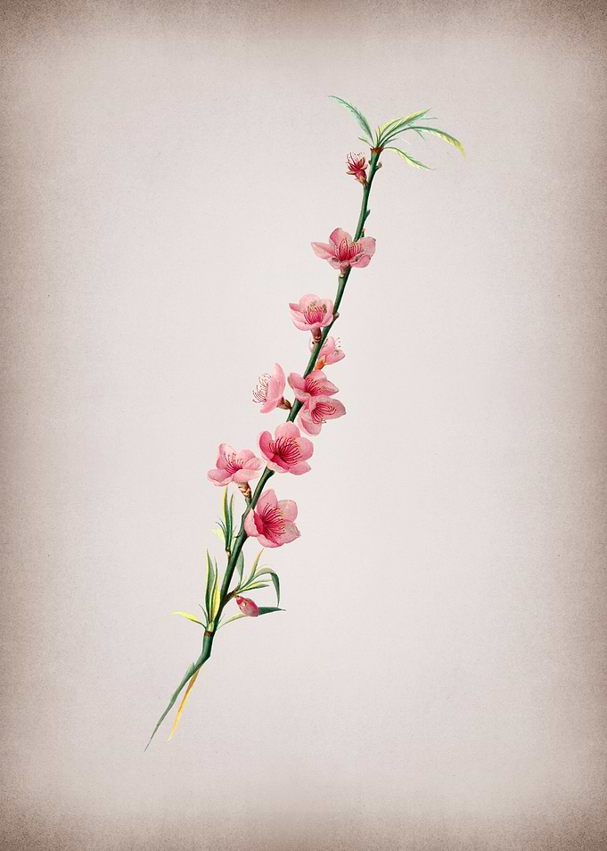 Vintage Peach Blossom Frui